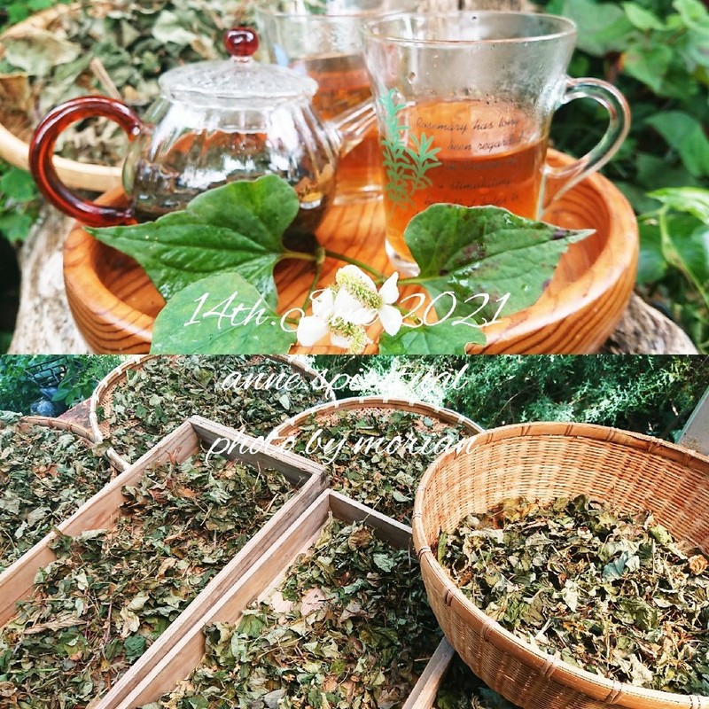 みんなが作ってる どくだみ 茶のレシピ クックパッド 簡単おいしいみんなのレシピが357万品