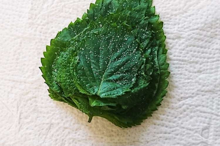 簡単 大葉の塩漬け 長持ち保存 冷凍可 レシピ 作り方 By ごはん好きパンも好き クックパッド 簡単おいしいみんなのレシピが358万品