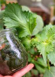 みんなが作ってる 大葉 大量消費のレシピ クックパッド 簡単おいしいみんなのレシピが356万品