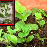 ミントの保存方法 クックパッド料理の基本