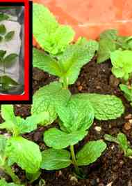 みんなが作ってる ミント 保存のレシピ クックパッド 簡単おいしいみんなのレシピが366万品