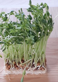 【野菜ソムリエ】豆苗の再生栽培		