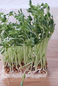 【野菜ソムリエ】豆苗の再生栽培		