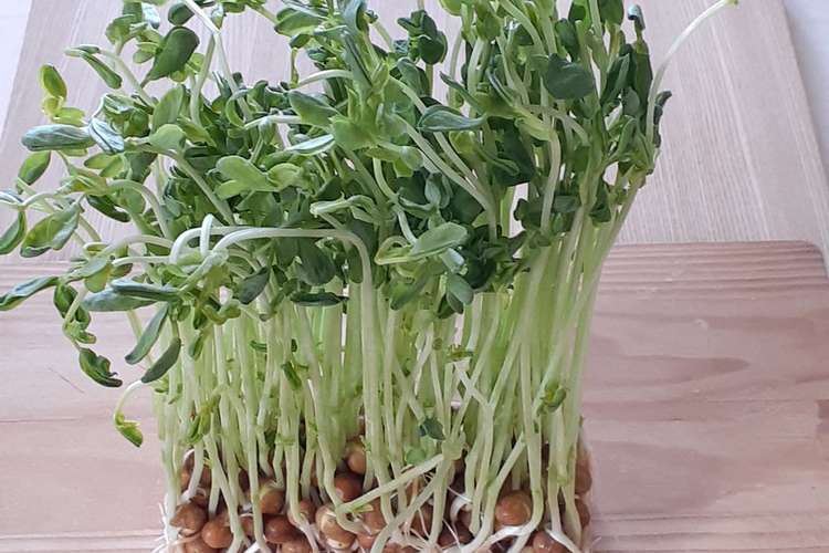 野菜ソムリエ 豆苗の再生栽培 レシピ 作り方 By 京都府 クックパッド 簡単おいしいみんなのレシピが357万品