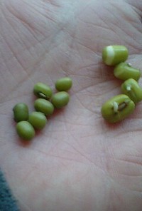 実験「緑豆もやし」作り！　経過報告
