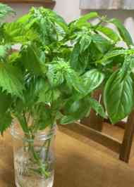 みんなが作ってる バジルのレシピ クックパッド 簡単おいしいみんなのレシピが357万品