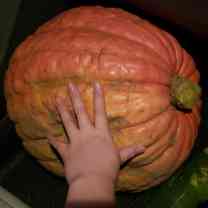 みんなの「おばけかぼちゃ」レシピが149品 - クックパッド