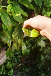 【沖縄】島胡椒ﾋﾟﾊﾟｰﾁの葉の天ぷら