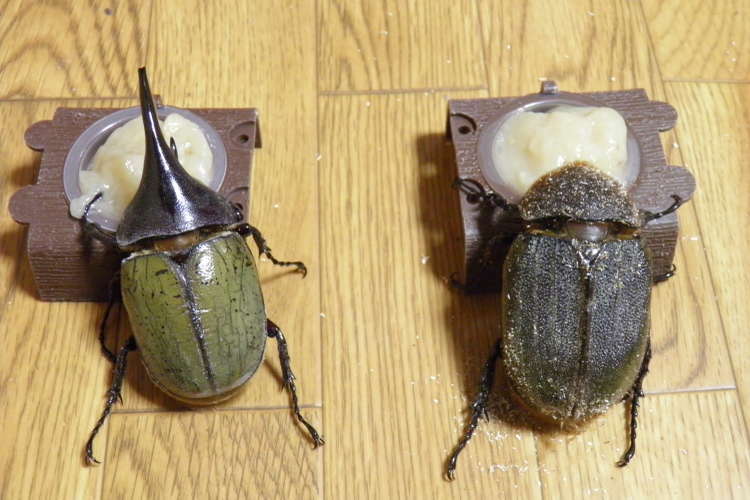 手作り 昆虫ゼリー カブトムシ クワガタ レシピ 作り方 By おとめてお クックパッド 簡単おいしいみんなのレシピが376万品