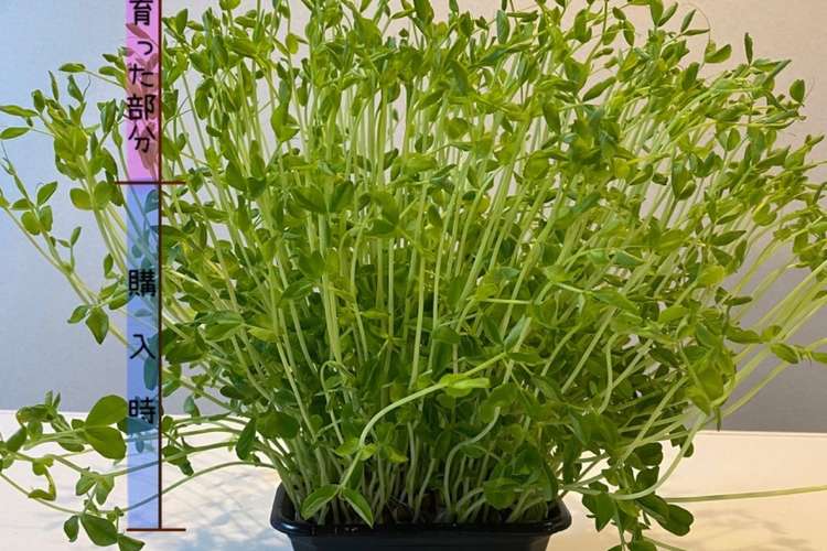 豆苗は切る前に 初回採取量1 5倍育て方 レシピ 作り方 By しょこたん クックパッド 簡単おいしいみんなのレシピが373万品