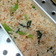 小松菜と鮭の混ぜ込みご飯