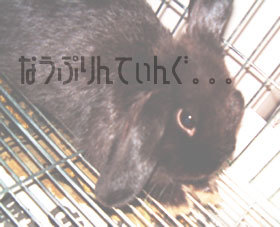 ++あつあつキノコとしゃっきりモヤシのあんかけ++