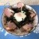 超簡単☆半熟卵と合鴨のパストラミ丼