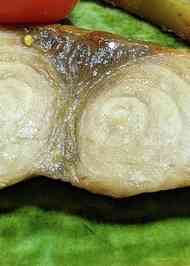 みんなが作ってる しいらのレシピ クックパッド 簡単おいしいみんなのレシピが366万品