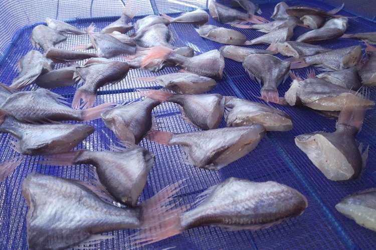 マルヒウチダイの干物 レシピ 作り方 By だるま丸 クックパッド 簡単おいしいみんなのレシピが362万品