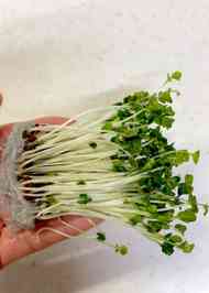 みんなが作ってる ブロッコリースプラウトのレシピ クックパッド 簡単おいしいみんなのレシピが365万品