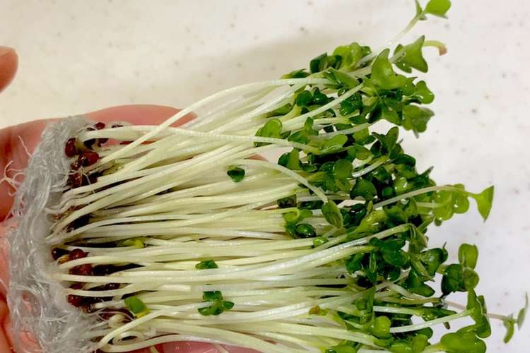 ブロッコリースプラウトの洗い方 レシピ 作り方 By めめっち クックパッド 簡単おいしいみんなのレシピが364万品