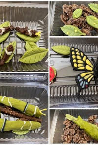 幼虫チョコ アゲハ蝶の一生