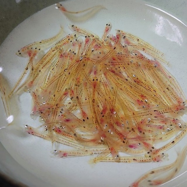 白魚の踊り食い 三杯酢で レシピ 作り方 By 海原ピエール クックパッド 簡単おいしいみんなのレシピが375万品