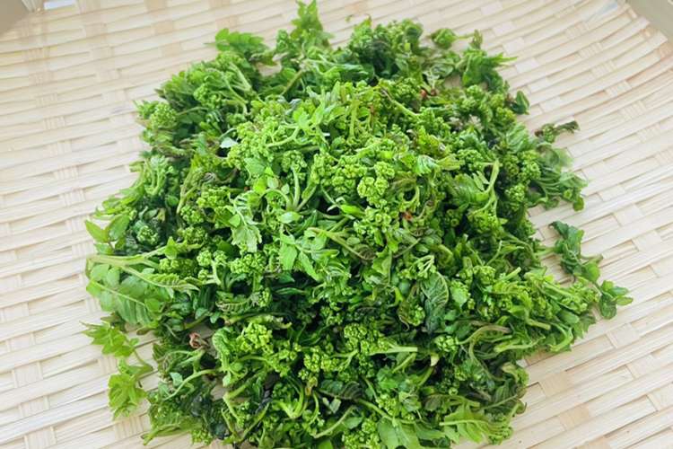 初春にしか出回らない貴重な花山椒の下処理 レシピ 作り方 By みやびなキッチン クックパッド 簡単おいしいみんなのレシピが378万品