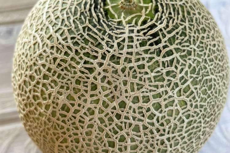 クインシーメロンの食べごろ レシピ 作り方 By 野菜ソムリエ うさこ クックパッド 簡単おいしいみんなのレシピが376万品