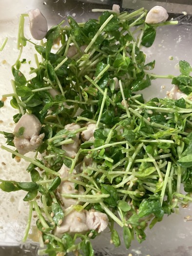 豆苗とササミの味噌マヨオガタサラダの写真