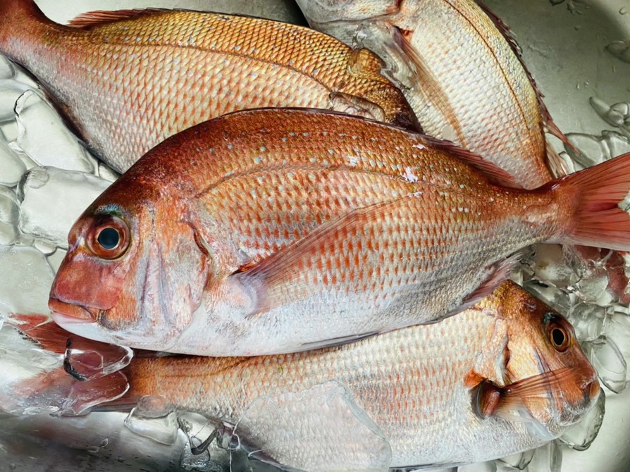 地中海真鯛のレシピ