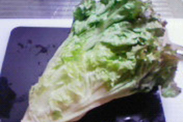 レタス 保存 サニー レタスは冷凍できる！プロが教える保存方法と、美味しく食べる解凍レシピ