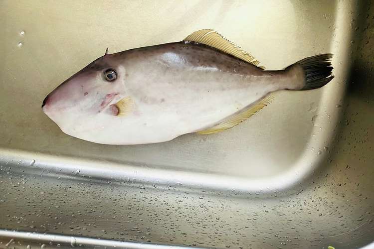 カワハギの薄皮をポン酢で レシピ 作り方 By 父さんの料理 クックパッド 簡単おいしいみんなのレシピが377万品