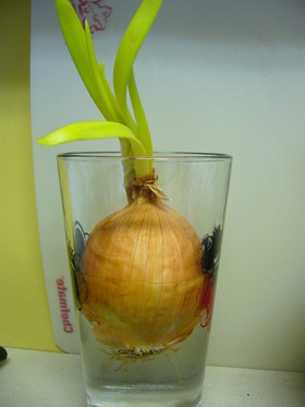 捨てないで!たまねぎの芽活用法!