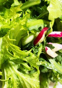 レタスや菜っ葉の簡単サラダ