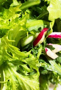 レタスや菜っ葉の簡単サラダ