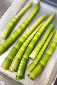 姫竹の下処理　春　山菜