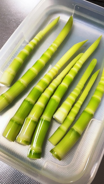 姫竹の下処理　春　山菜の写真