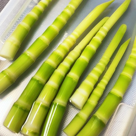 姫竹の下処理　春　山菜