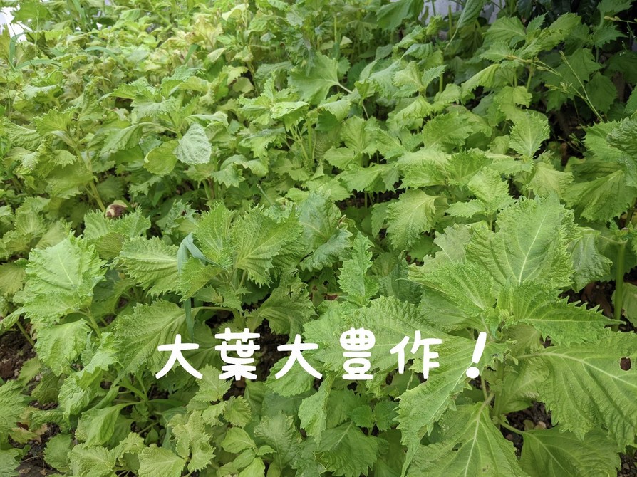 【大量消費】大葉焼き肉の画像