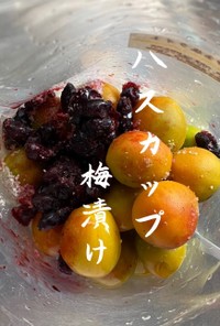 【北海道ハスカップ神宝塩蜂蜜梅】JWT