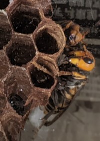 オオスズメバチ　幼虫の下処理