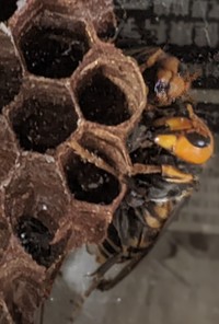 オオスズメバチ　幼虫の下処理
