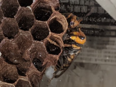 オオスズメバチ　幼虫の下処理の写真