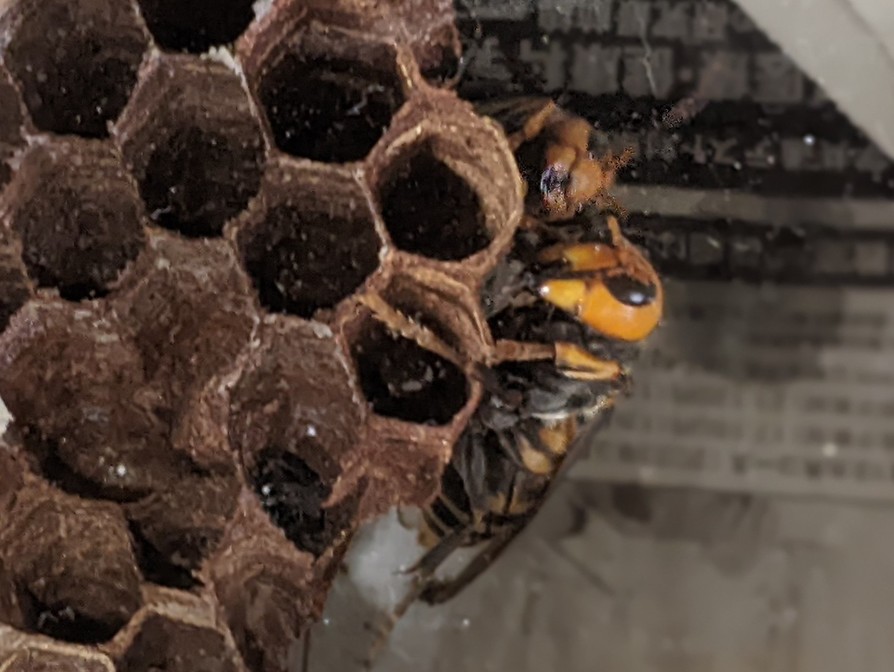 オオスズメバチ　幼虫の下処理の画像