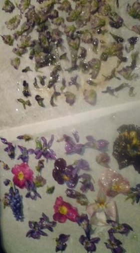 お花見今だけじゃもったいない!花の砂糖漬