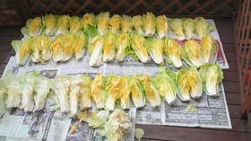 白菜漬