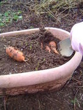 自然派 にんじんの保存法