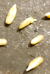 燕麦　発芽オーツ麦　オートグローツの発芽