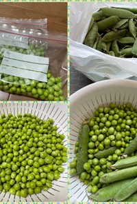 えんどう豆の冷凍保存（2024）