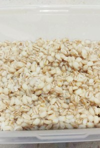 大麦100%ご飯で腸活！水溶性食物繊維