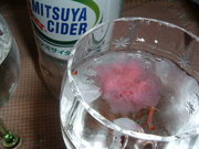♪ 桜咲ダー ♪の写真