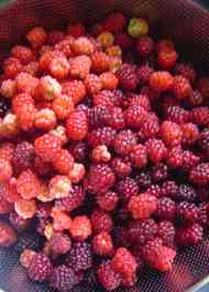 みんなが作ってる ブラックベリー 酢のレシピ クックパッド 簡単おいしいみんなのレシピが359万品