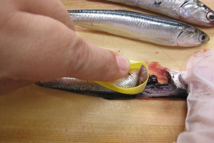 必見 小魚を簡単に3枚におろす方法 レシピ 作り方 By フシッチェ クックパッド